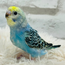 【最新画像更新🪄】ぽやぽや～🫧わた毛天使ちゃん🧚セキセイインコ(イエローフェイスオパーリン) ヒナ