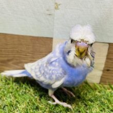 くせっ毛が可愛いチャームポイント❤️セキセイインコのスパングル‼️