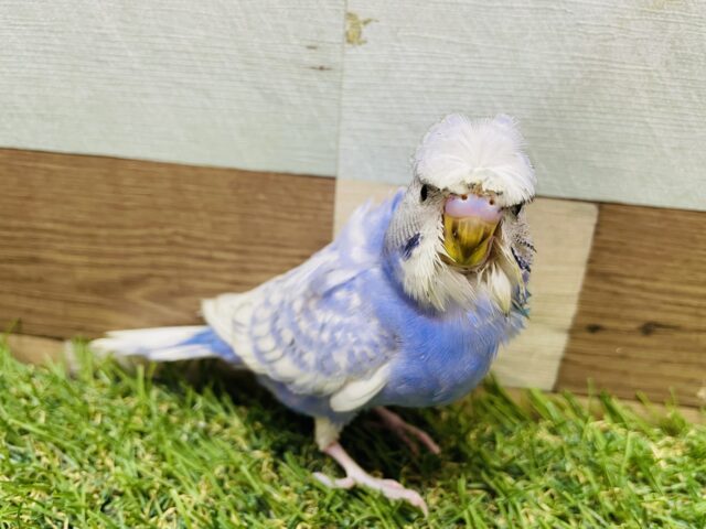 くせっ毛が可愛いチャームポイント❤️セキセイインコのスパングル‼️