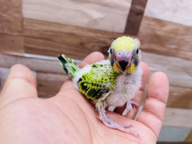 セキセイインコ