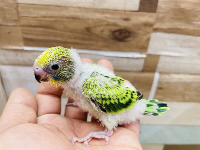 セキセイインコ