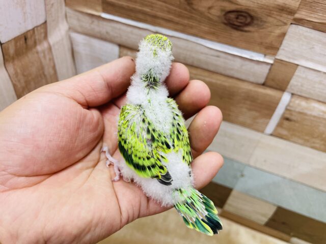 セキセイインコ