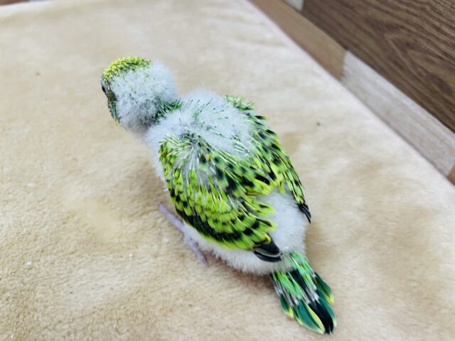 セキセイインコ