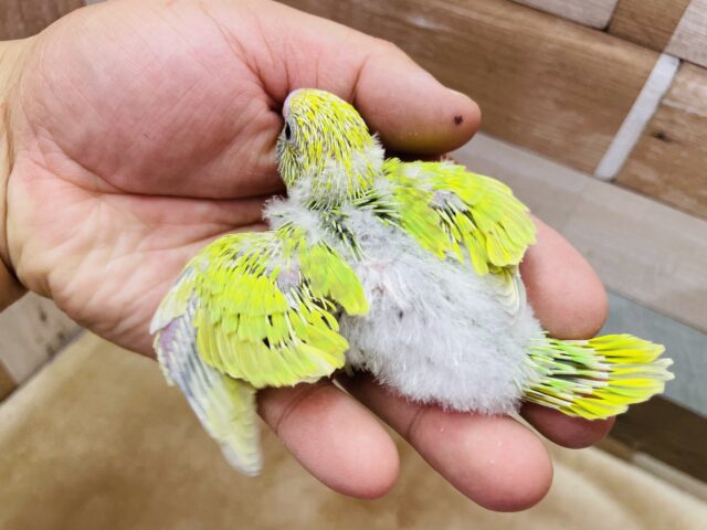 セキセイインコ