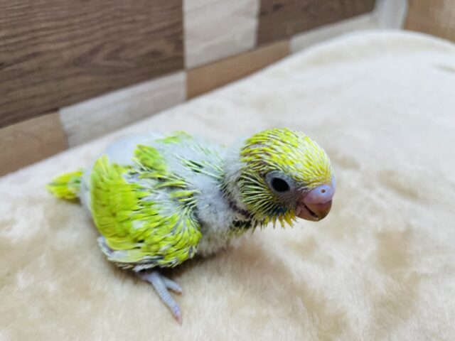 セキセイインコ