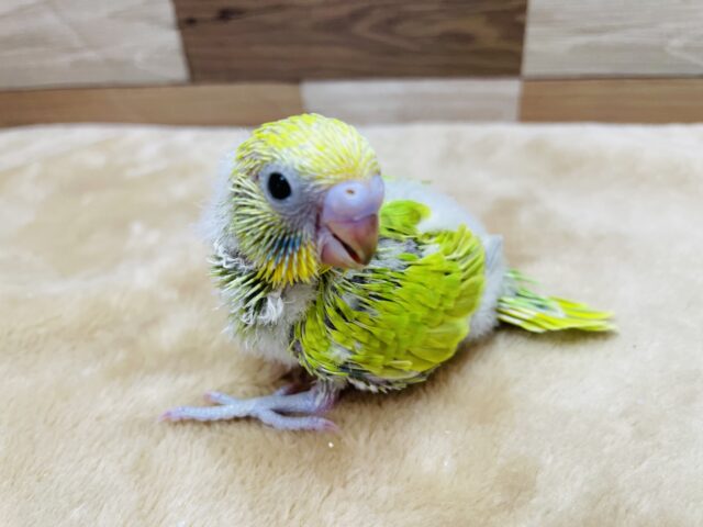 パッ💡と明るい性格の元気いっぱいな子⭐️セキセイインコのスパングル‼️