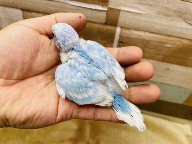 セキセイインコ