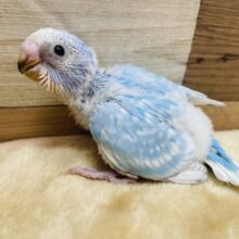 青空カラーがとってもビューティフォ〜🩵セキセイインコのスパングル❣️