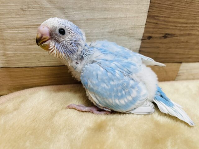 青空カラーがとってもビューティフォ〜🩵セキセイインコのスパングル❣️