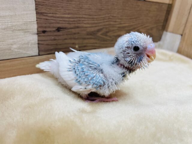 わたわたヒナヒナ感が可愛すぎます〜🥰セキセイインコのパイド❣️