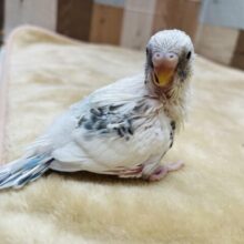 振り向き美人な美白ちゃん💕セキセイインコのハルクイン❣️