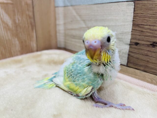 カメラに興味津々⁉️好奇心旺盛な元気っ子⭐️セキセイインコのパステルカラーレインボー🌈