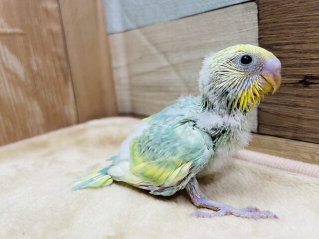 セキセイインコ