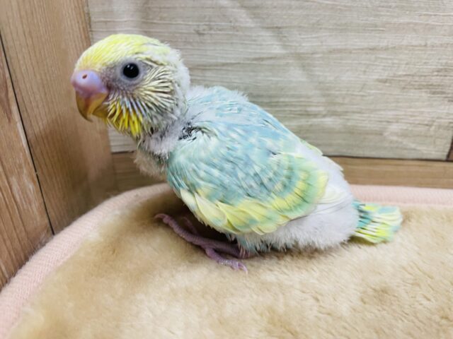 セキセイインコ