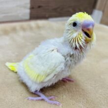 優しいお色でとっても可愛いクリ〜ミィちゃん💛セキセイインコのクリーム❣️