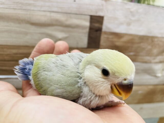 コザクラインコ（小桜インコ）