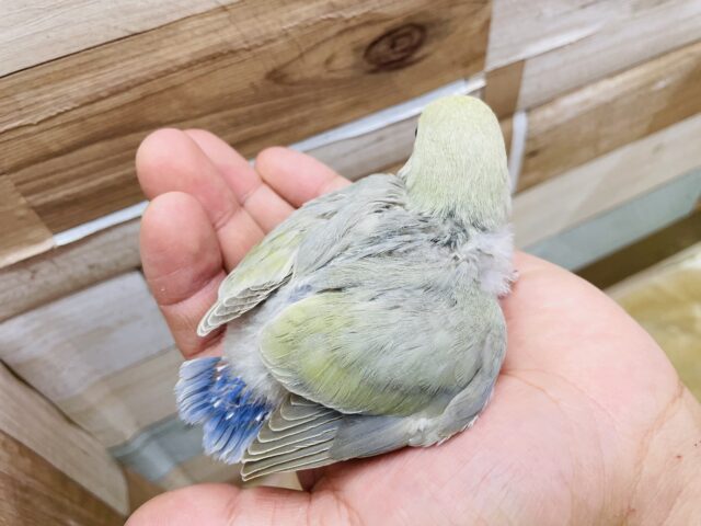 コザクラインコ（小桜インコ）