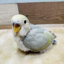 最新画像あります📸わたわたが可愛らしい優しいお色の子💕コザクラインコのシナモン系‼️