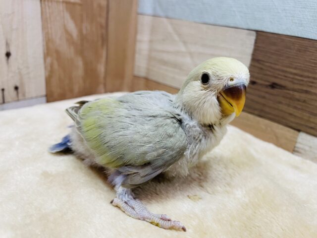 コザクラインコ（小桜インコ）