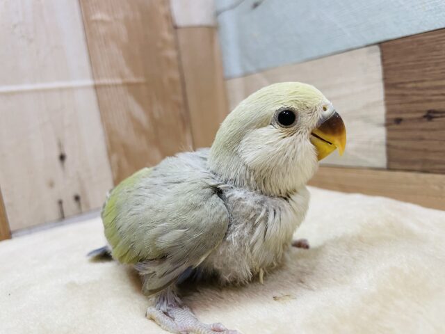 コザクラインコ（小桜インコ）