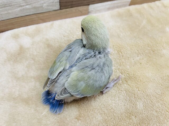 コザクラインコ（小桜インコ）