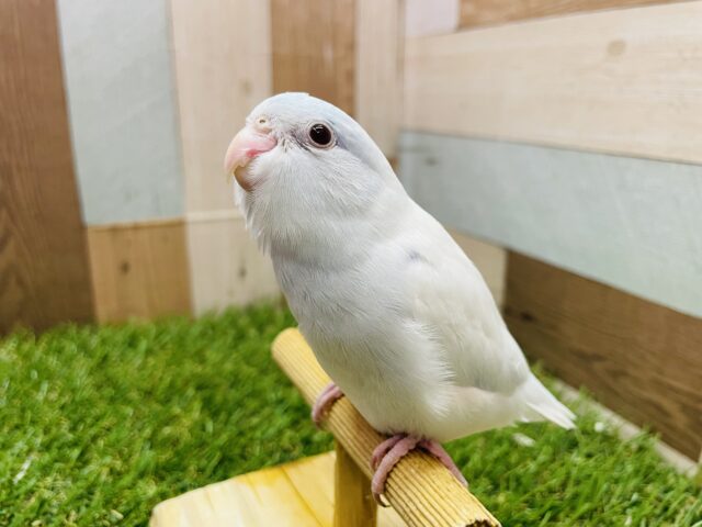 あっさりカラーが落ち着くよ〜🩵マメルリハインコのアメリカンホワイトファロー‼️