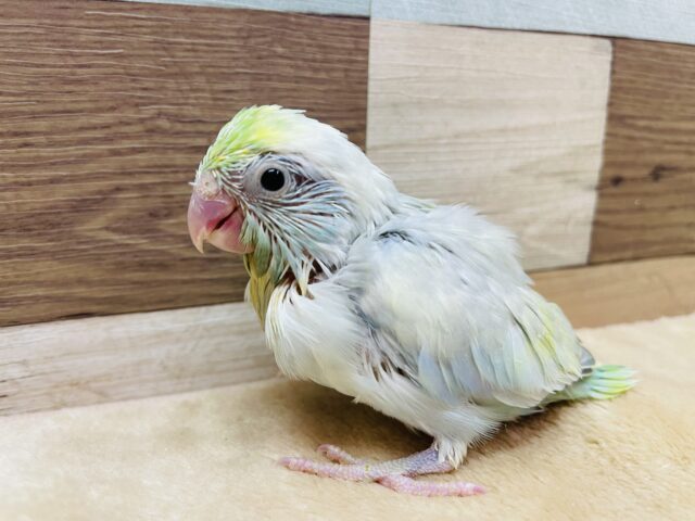 本店初入舎‼️色鮮やかで美しい〜🤩マメルリハインコのターコイズパステルブルーパイド‼️