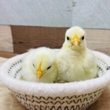ミニミニ♪ピヨピヨ🐣可愛すぎます😍チャボのヒヨコちゃん❣️