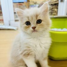 妖精ですか…？？サイベリアンちゃん！