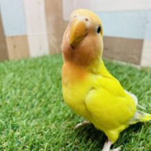最新画像あります⭐️鮮やかにみんなを照らしちゃうよ‼️コザクラインコのゴールデンチェリー✨