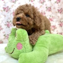かまちょなプードルくん🐩❤️2024年10月5日生まれ　男の子