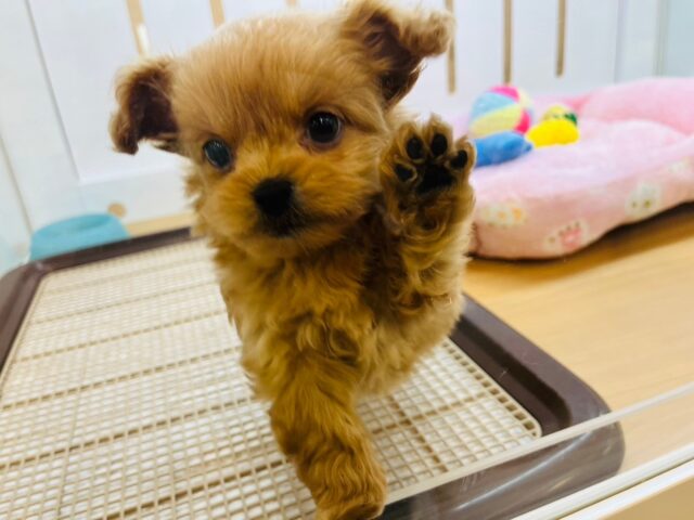 可愛いのいいとこ取り〜♥ミックス犬ちゃん(ペキニーズ×トイプードル)