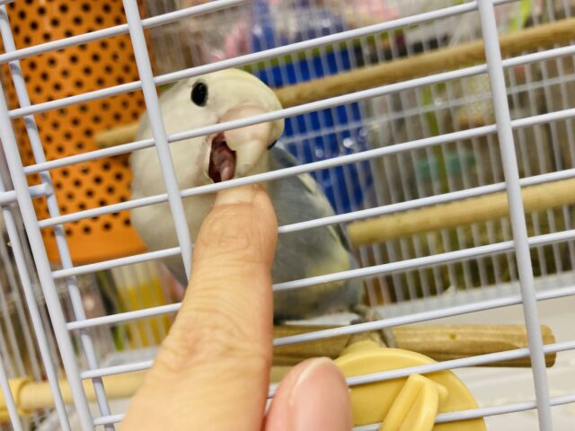 コザクラインコ（小桜インコ）