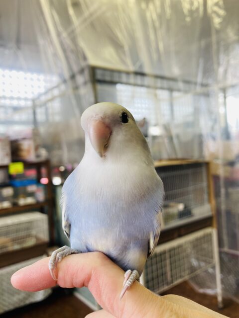 コザクラインコ（小桜インコ）