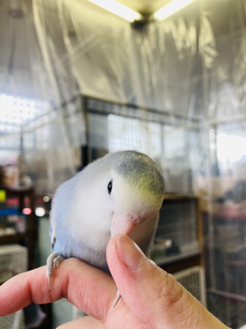 コザクラインコ（小桜インコ）