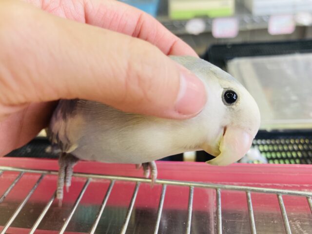 唯一無二の羽色模様🪶美コザです💟手乗りコザクラインコ(バイオレットパイド)🫧