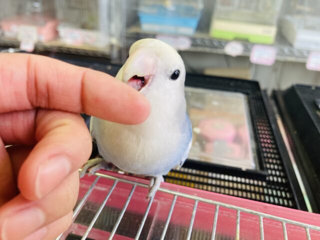 コザクラインコ（小桜インコ）