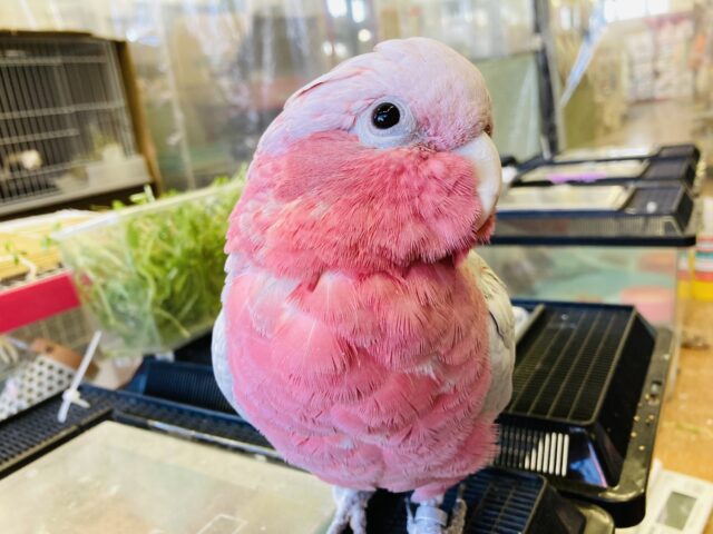 モモイロインコ