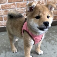 12/13最新📷大きくなるかな？✨柴犬くん（赤）2024年9月29日生まれ　男の子