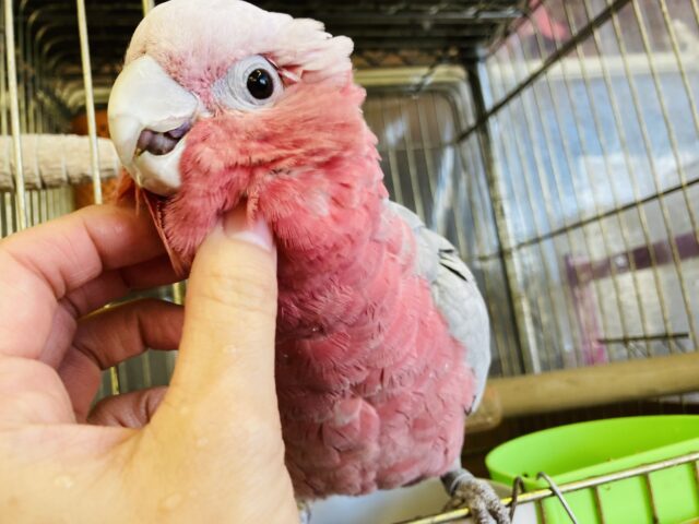 モモイロインコ