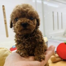 僕の愛はおっき〜〜よ♥トイプードルくん！