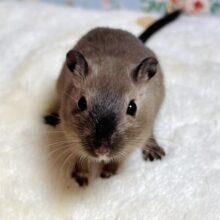 カラージャービル  バーミーズ  男の子  🩶🐁🐾🐾
