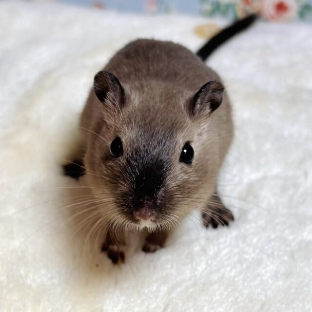 カラージャービル バーミーズ 男の子 🩶🐁🐾🐾