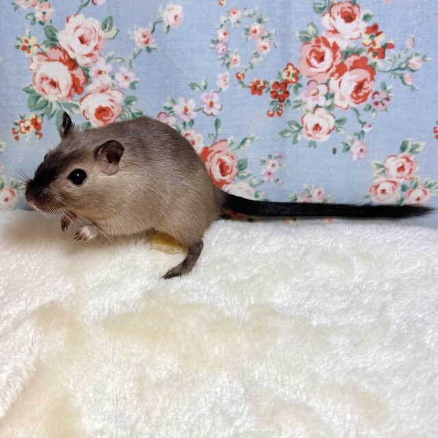 カラージャービル（スナネズミ）