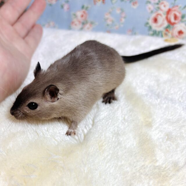 カラージャービル（スナネズミ）