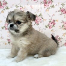 ママ似なチワマルくん🤍ハーフ犬（父マルチーズ×母ロングコートチワワ）2024年10月20日生まれ　女の子