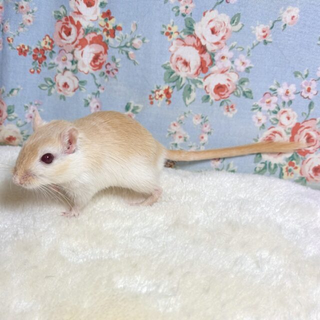 カラージャービル（スナネズミ）