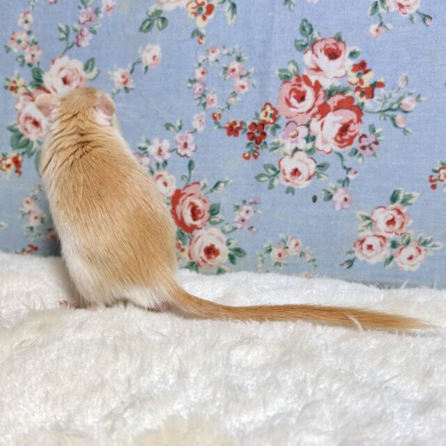 カラージャービル（スナネズミ）