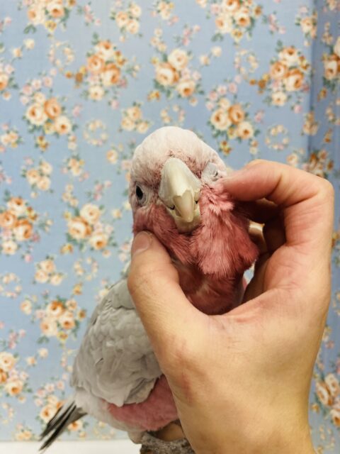 モモイロインコ