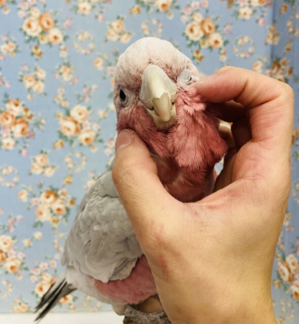 甘えんぼ💟 ステキな桃色ボーイ🌸･* 手乗りモモイロインコさん､男のコ♂